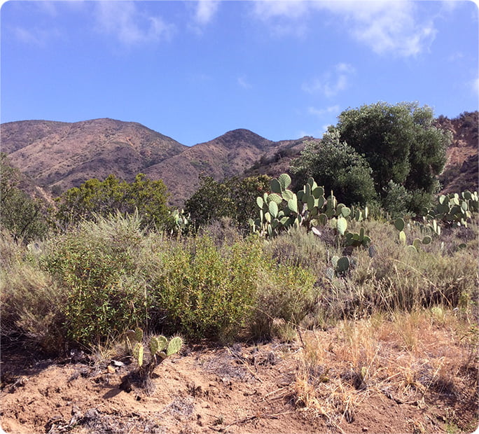 A landscape photo of hills, California brush, and cactus